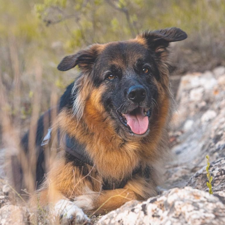 Shadow, mix, pastor, alemán