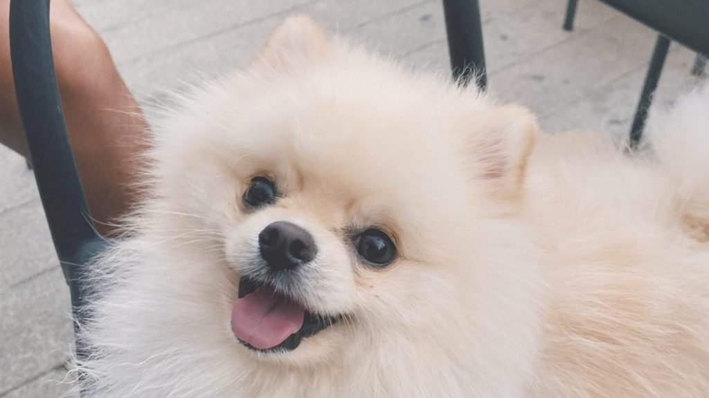 Enzo, pomerania