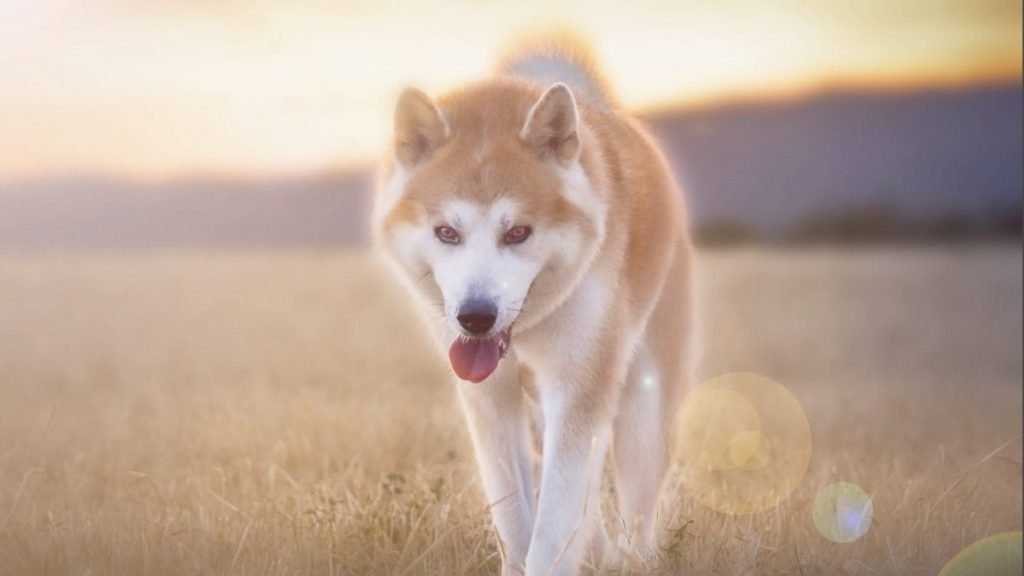 Floki, akita