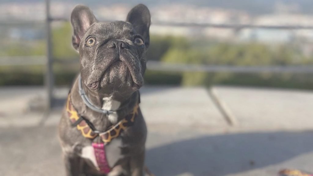 Lola, Loli, bulldog, francés