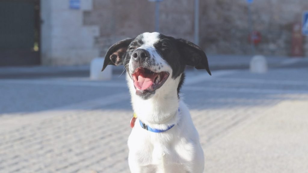 Rym, bodeguero, andaluz