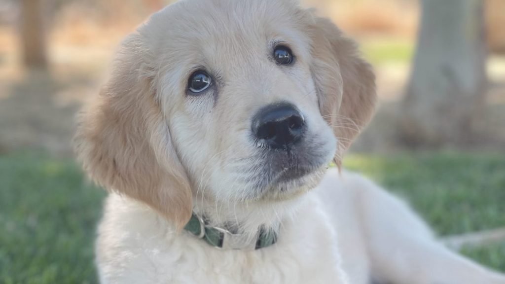 Samba, golden, retriever