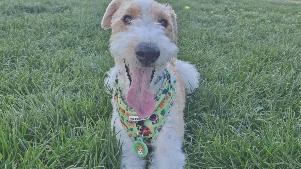 Serkan, fox, terrier