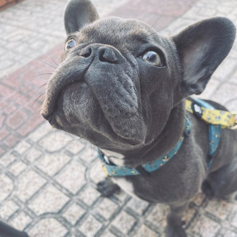 Lola, Loli, bulldog, francés