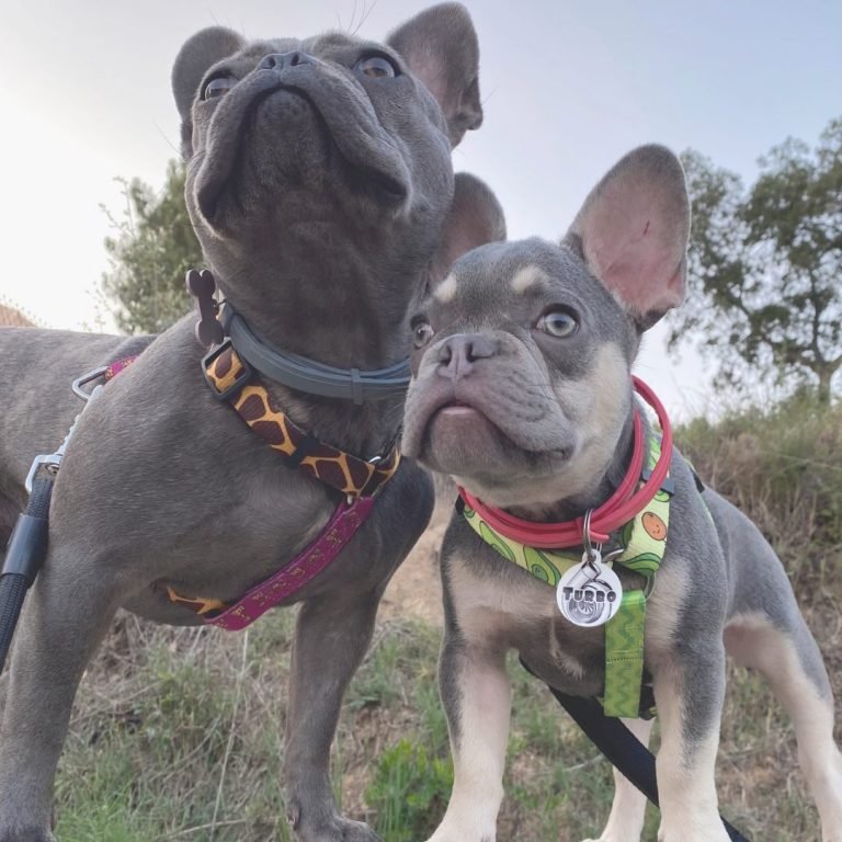 Fiona, Turbo, frenchies