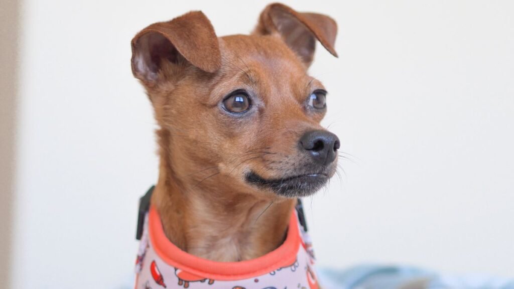 Nala Nalita, Booking La Pata Marketing