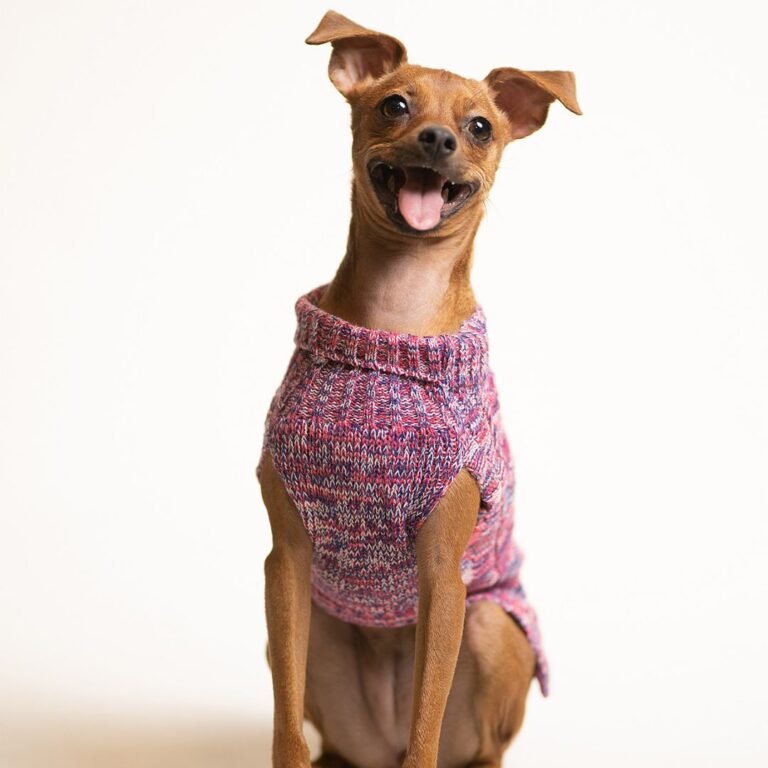 Nala Nalita, perra mestiza en La Pata Marketing