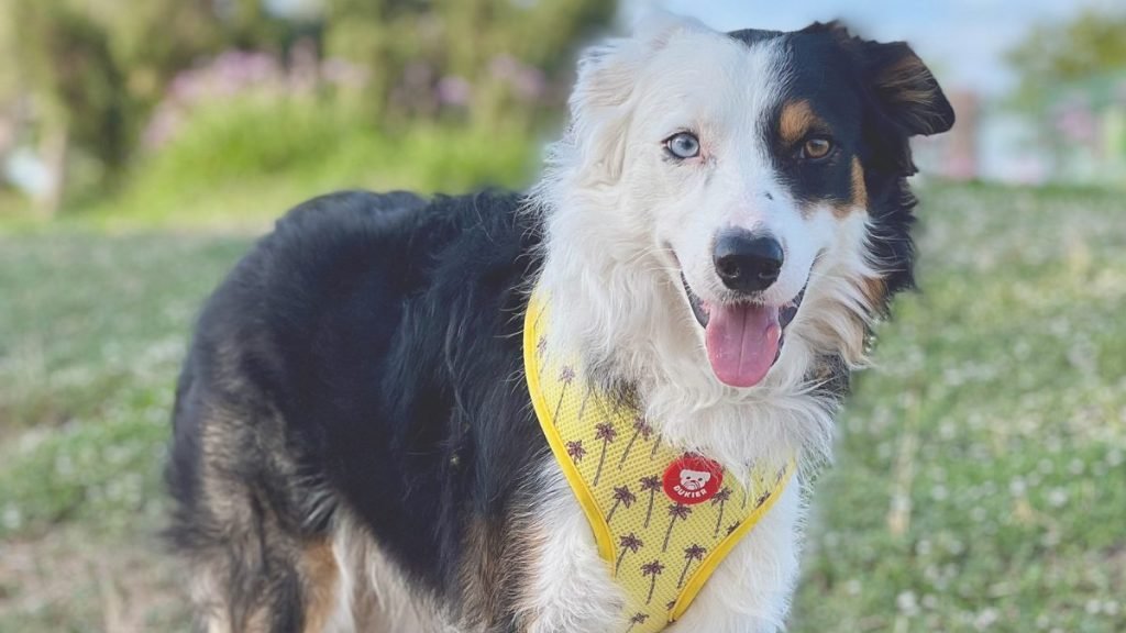 balu, border collie