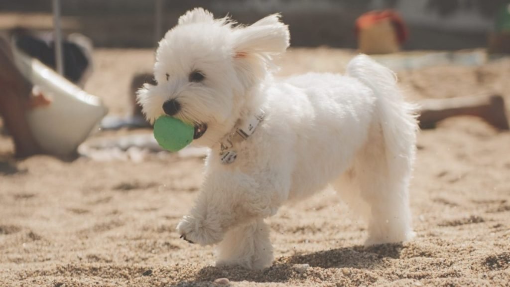 palma, bichon maltes