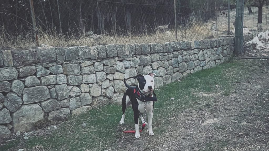zeus, zeustino, pitbull