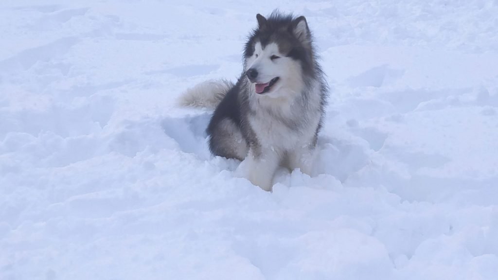 nanuk, alaskan malamute