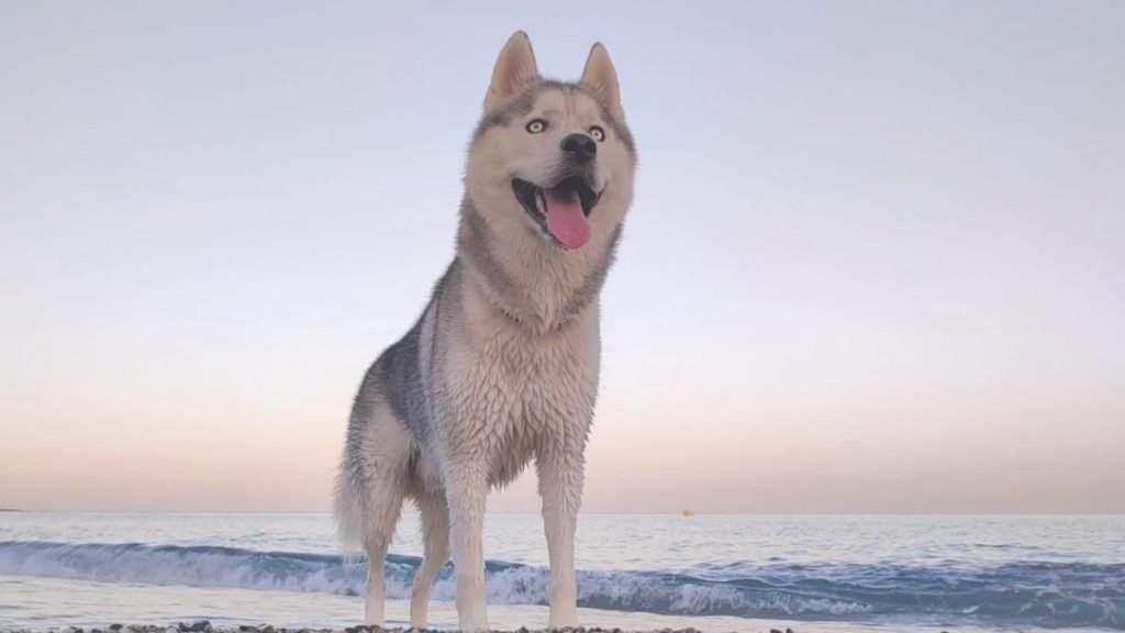 zeus, husky siberiano