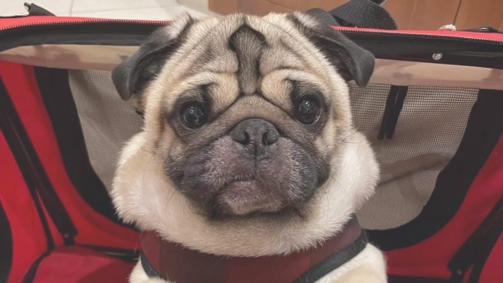 milo, pug