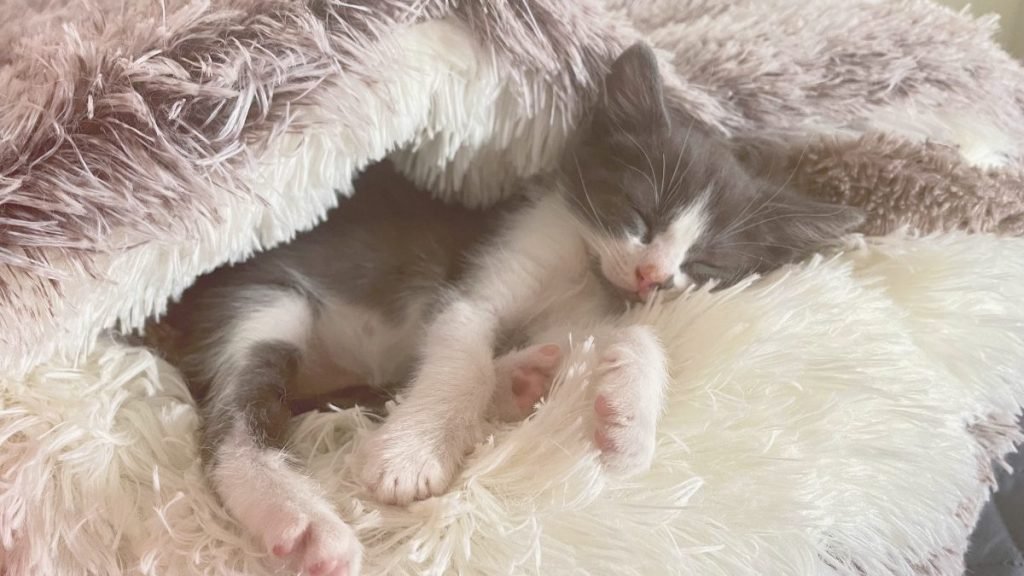 nube, gatito, adoptado
