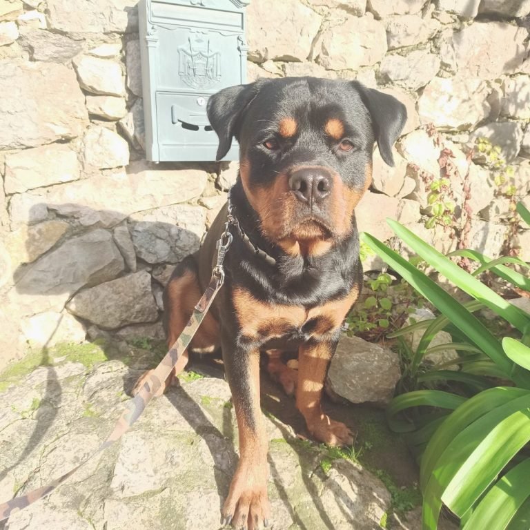 ares, rottweiler
