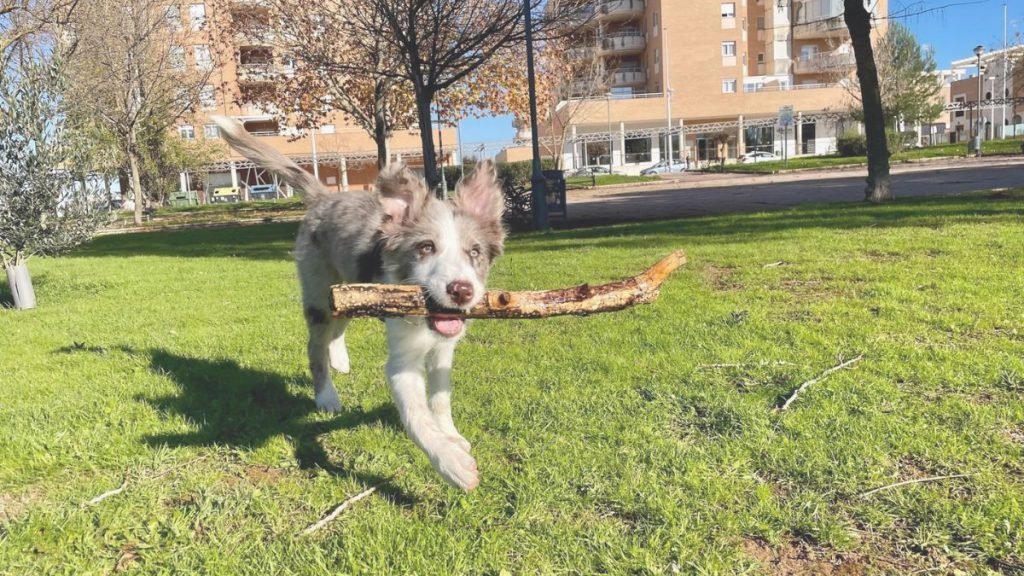 neo, border, collie, lilac, merle