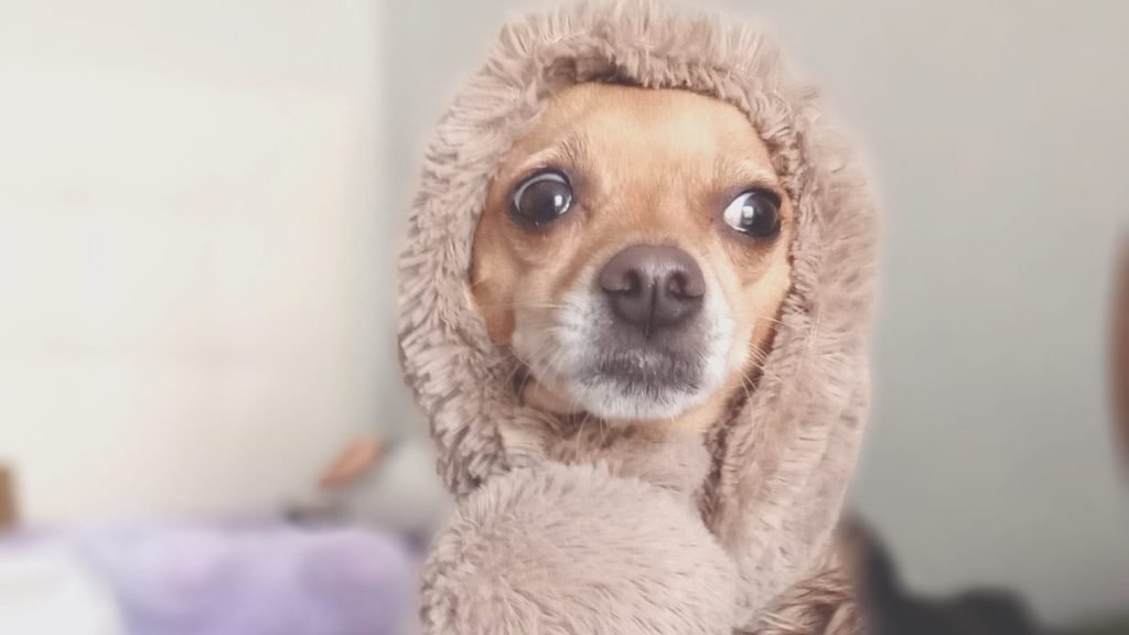 channel, chihuahua, la pata marketing, agencia de pet marketing en madrid