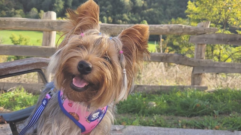 mia, yorkshire, la pata marketing, agencia de pet marketing en madrid