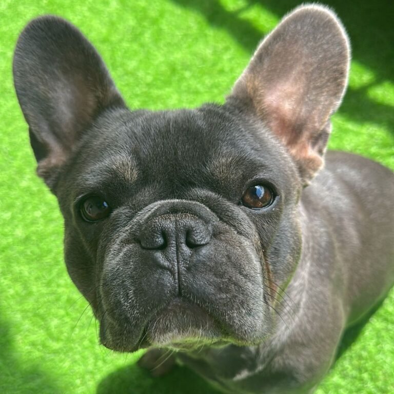 Lipa Bulldog Francés en La Pata Marketing
