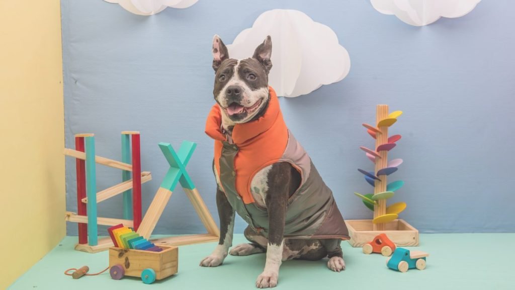 pancho, pitbull, la pata marketing, agencia de pet marketing en madrid