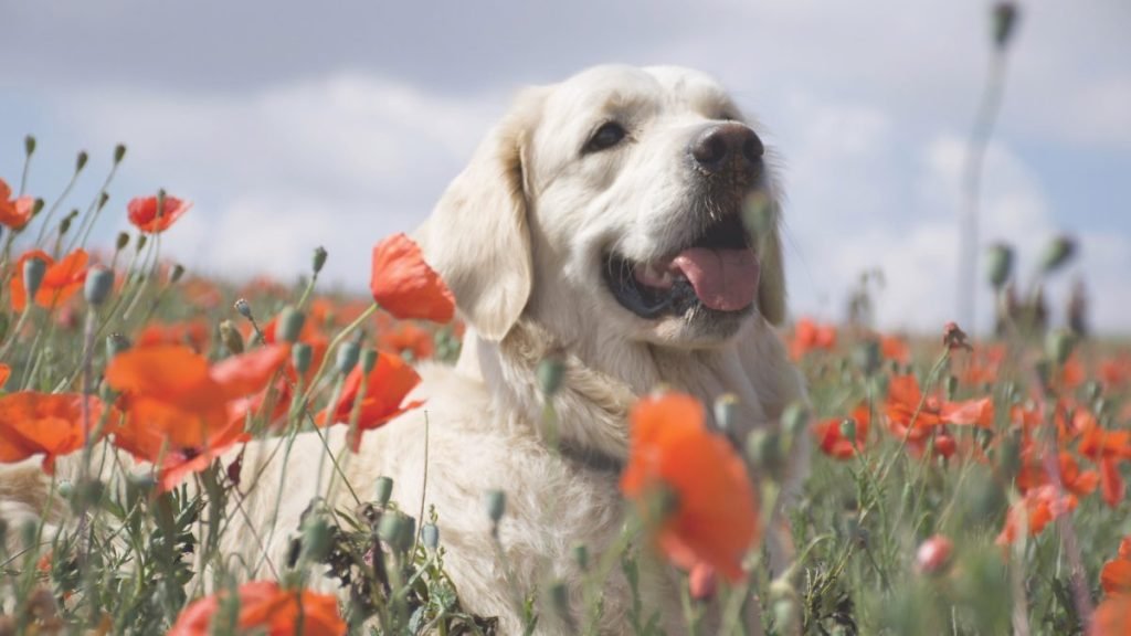 maya, golden, retriever, la pata marketing, agencia de pet marketing en madrid