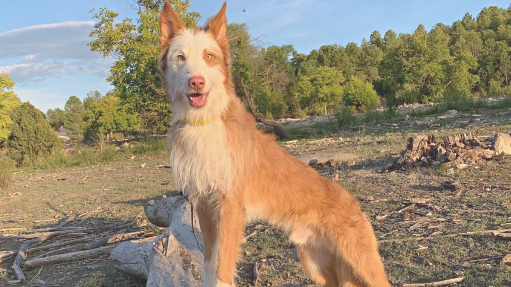 tous, podenco, la pata marketing, agencia de pet marketing en madrid