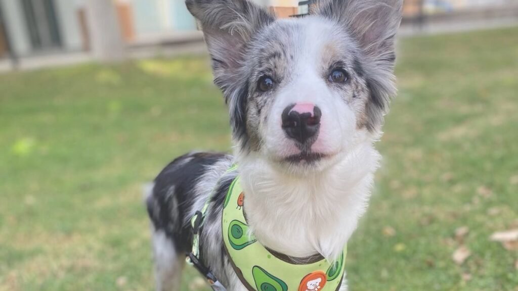 roma, border collie