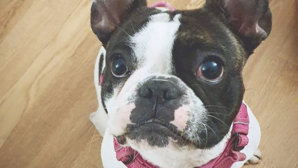 Yara, bulldog frances, la pata marketing, agencia de pet marketing en madrid