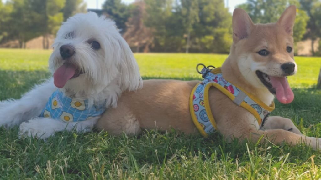 zuco bichon maltes, roku shiba inu, la pata marketing, agencia de pet marketing en madrid