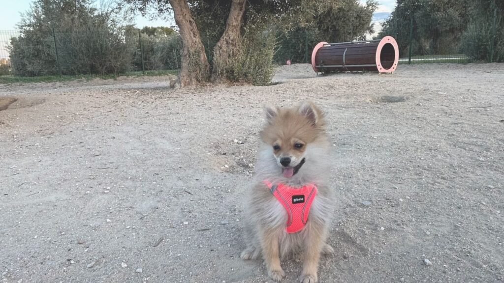 chloe, pomerania, la pata marketing, agencia de pet marketing en madrid