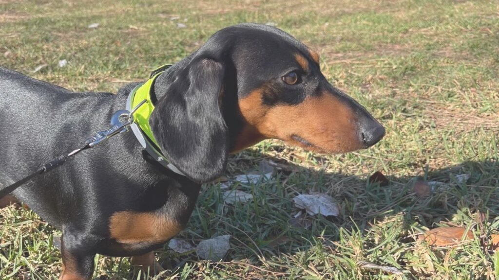 kenzo, teckel, la pata marketing, agencia de pet marketing en madrid