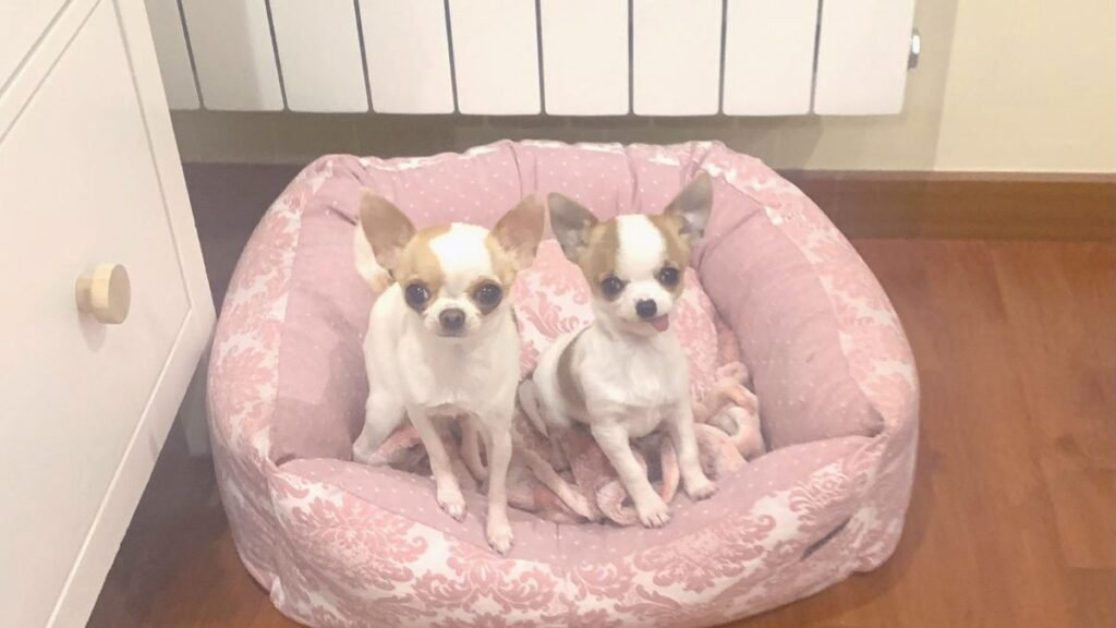 lola y bimba, chihuahuas miniatura, la pata marketing, agencia de pet marketing en madrid