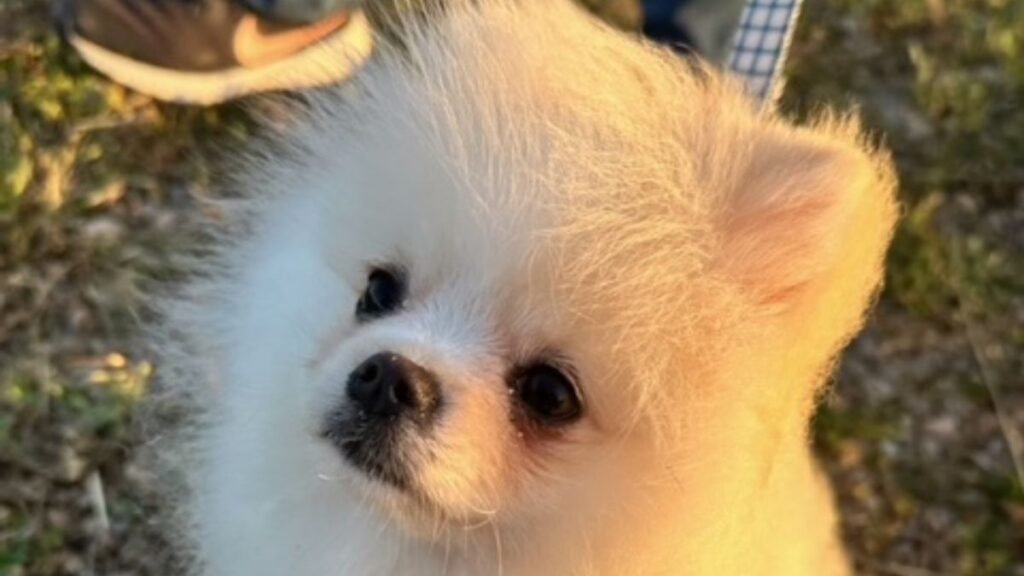 Romeo, pomerania, la pata marketing, agencia de pet marketing en madrid