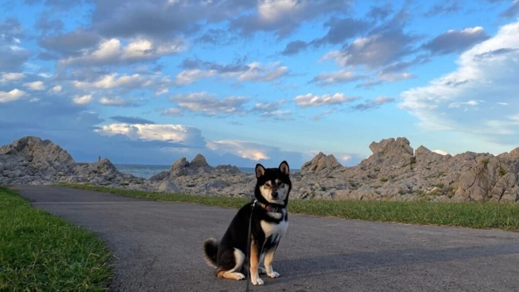 Kenji, Shiba Inu, la pata marketing, agencia de pet marketing en madrid