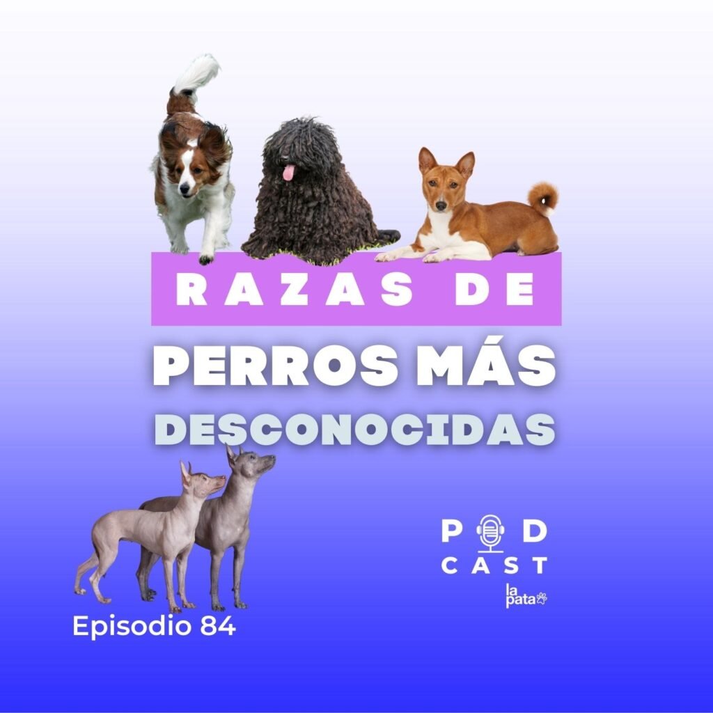 razas de perros más desconocidas