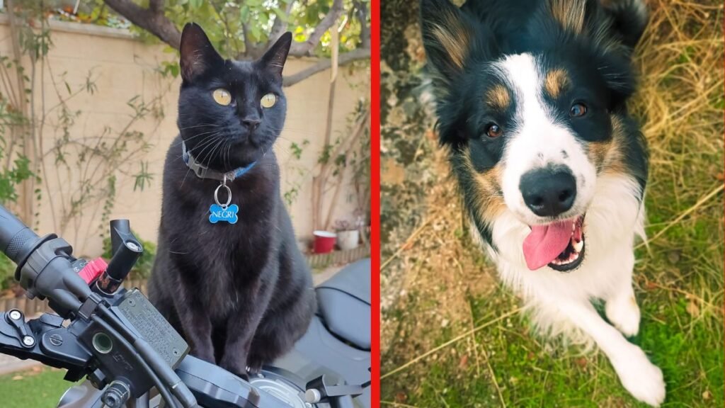 negri, gato, europeo, comun, ace, border, collie, tricolor, la pata marketing, agencia de pet marketing en madrid