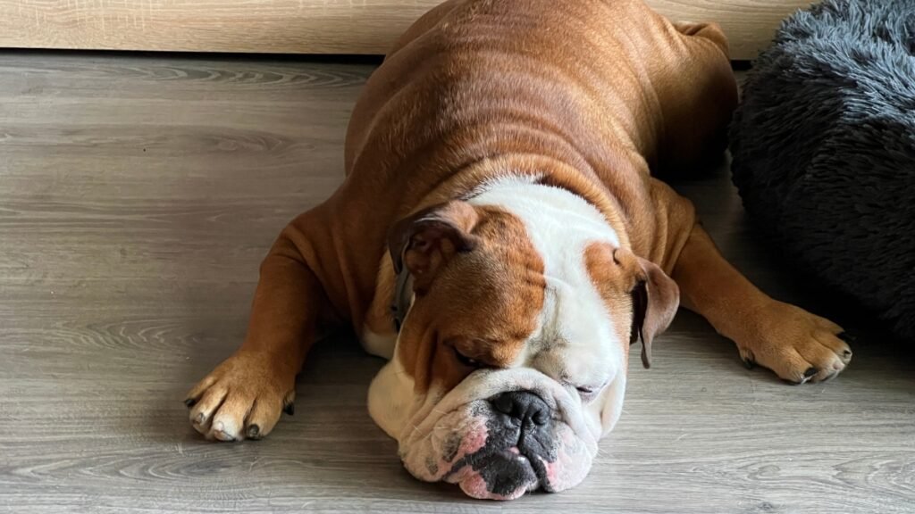 pepito, bulldog ingles, la pata marketing, agencia de pet marketing en madrid, 2
