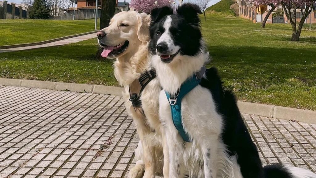 dollyo y duko, border collie, golden retriever, la pata marketing, agencia de pet marketing en madrid