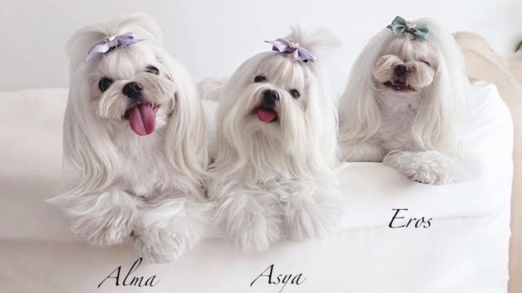 eros, alma, asya, malteses coreanos, la pata marketing, agencia de pet marketing en madrid