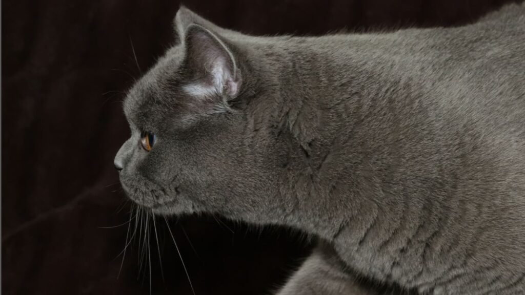 pistacho, gato, british shorthair blue, la pata marketing, agencia de pet marketing en madrid
