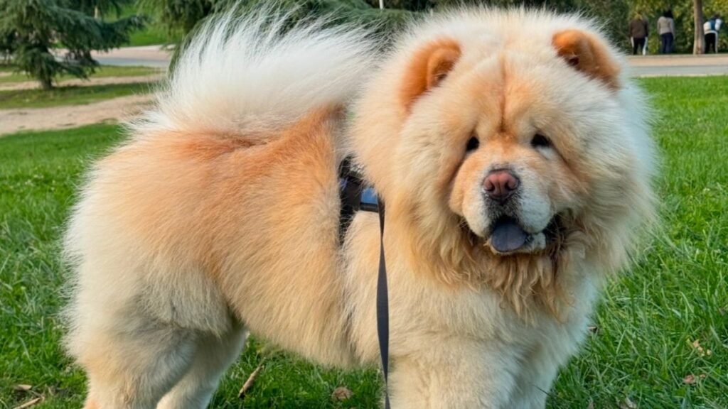 gio, chow chow, la pata marketing, agencia de pet marketing en madrid