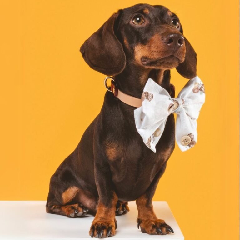 tomy, teckel, la pata marketing, agencia de pet marketing en madrid