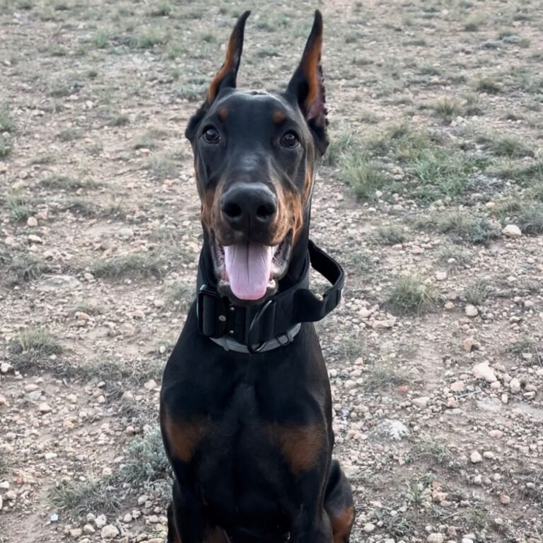 zeus, belic, house, doberman, la pata marketing, agencia de pet marketing en madrid