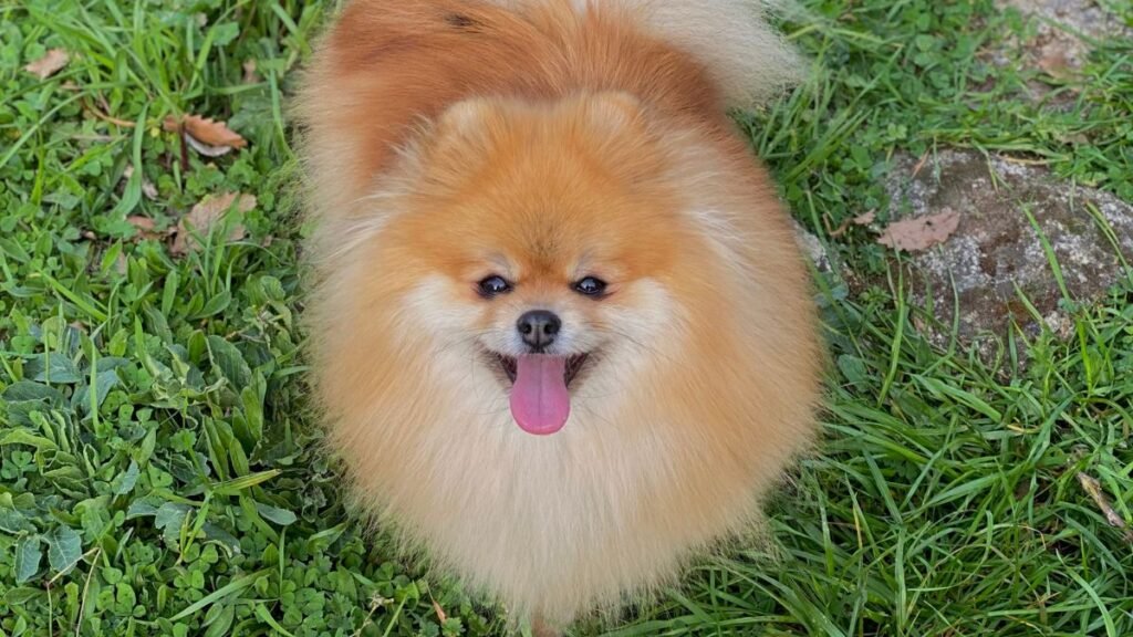 chloe, cloti, pomerania, la pata marketing, agencia de pet marketing en madrid