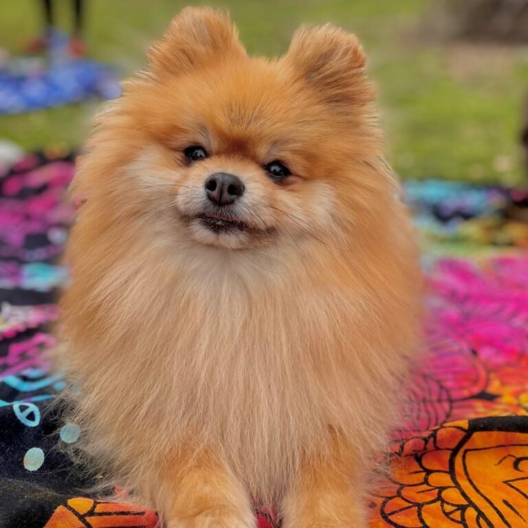 chloe, cloti, pomerania, la pata marketing, agencia de pet marketing en madrid