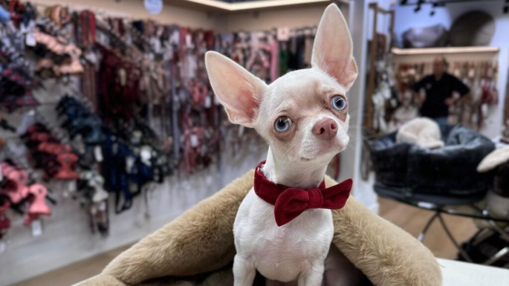 colton, chihuahua, albino, la pata marketing, agencia de pet marketing en madrid