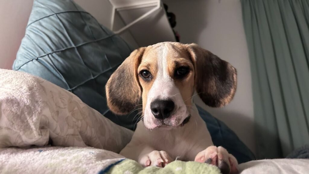 orli, beagle, la pata marketing, agencia de pet marketing en madrid