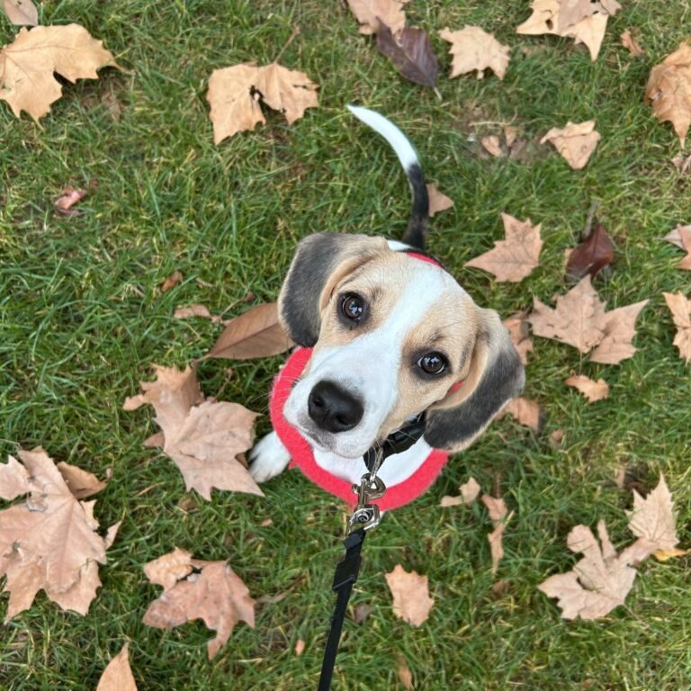 orli, beagle, la pata marketing, agencia de pet marketing en madrid