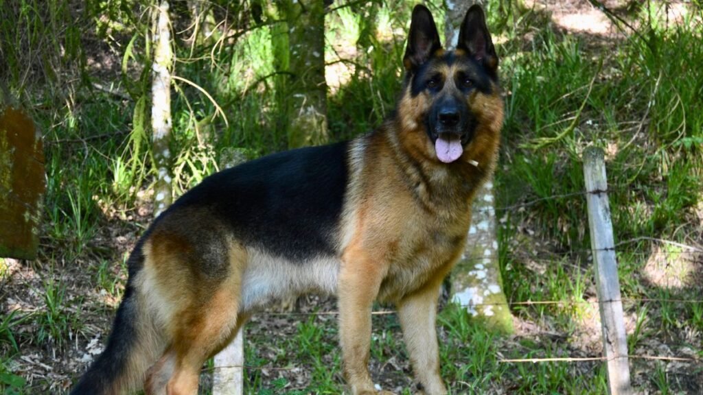 dairon, pastor, aleman, la pata marketing, agencia de pet marketing en madrid