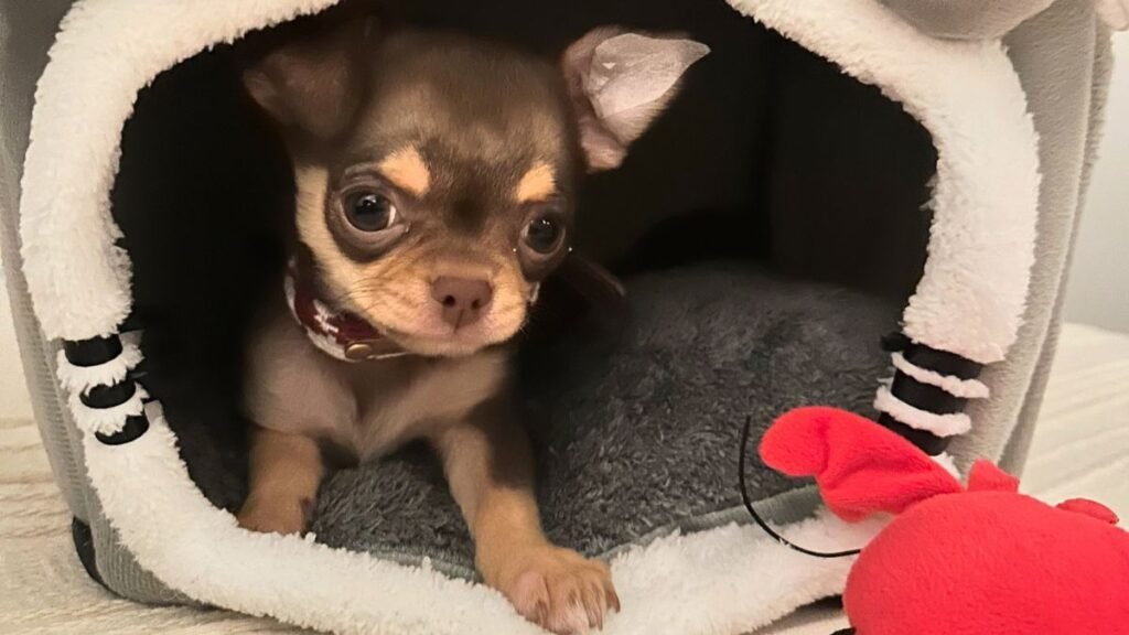 oliver, felix, skywalker, chihuahua, la pata marketing, agencia de pet marketing en madrid